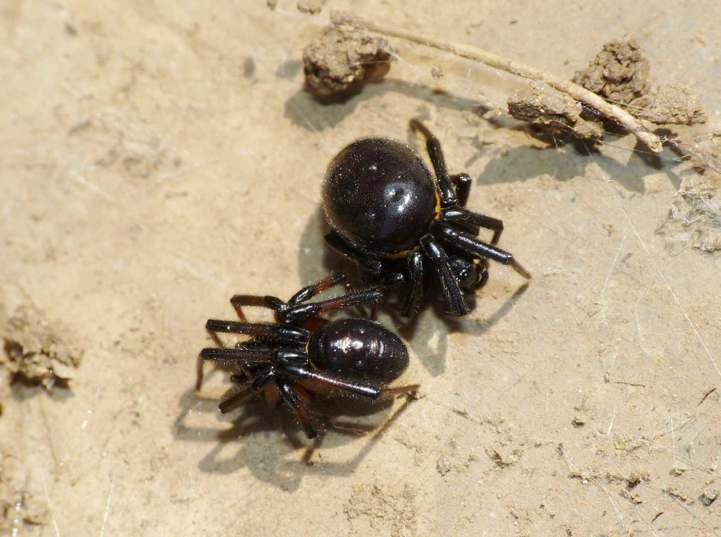 Coppia di Steatoda paykulliana